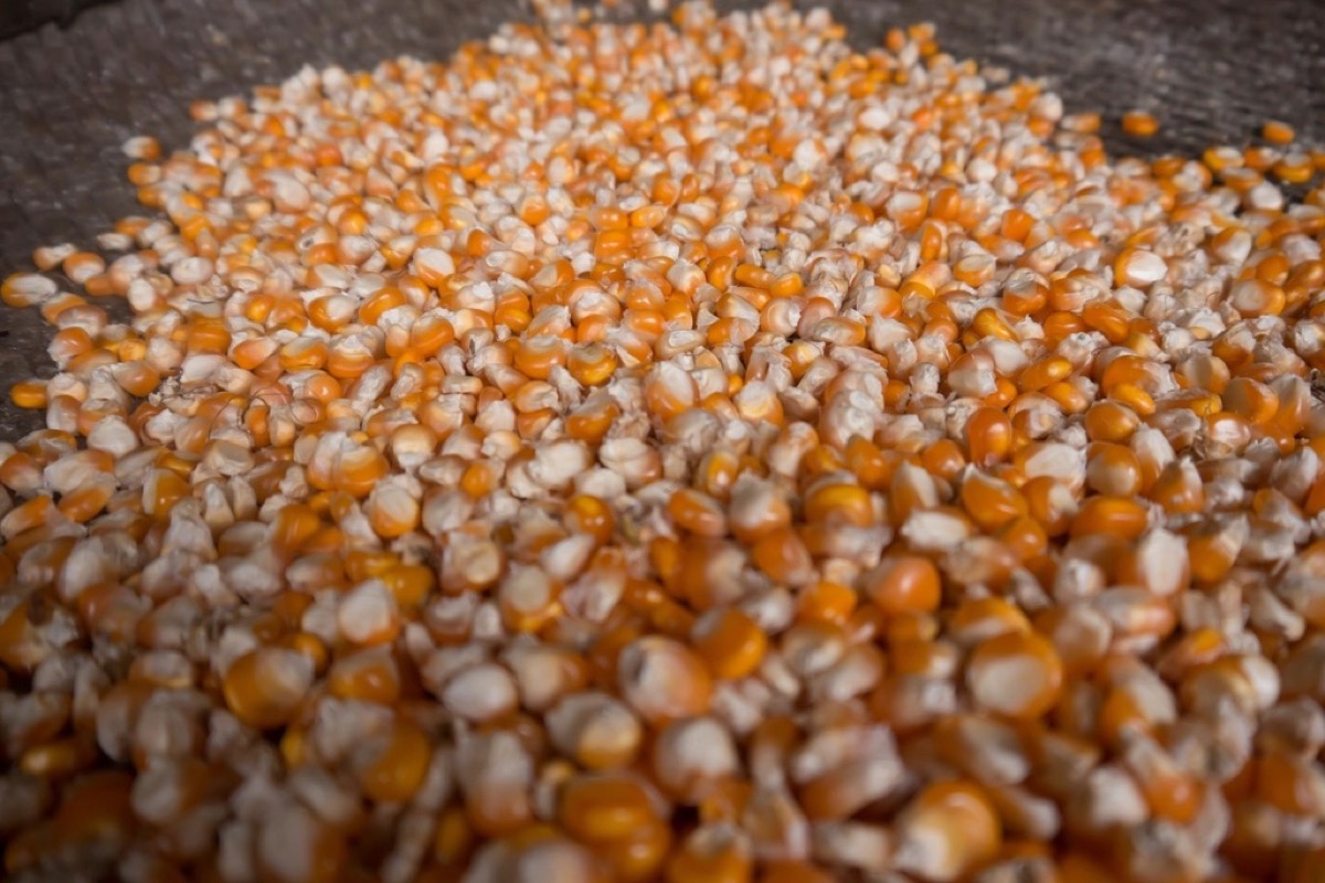 Certified maize seed β 25kg (DK 8031)